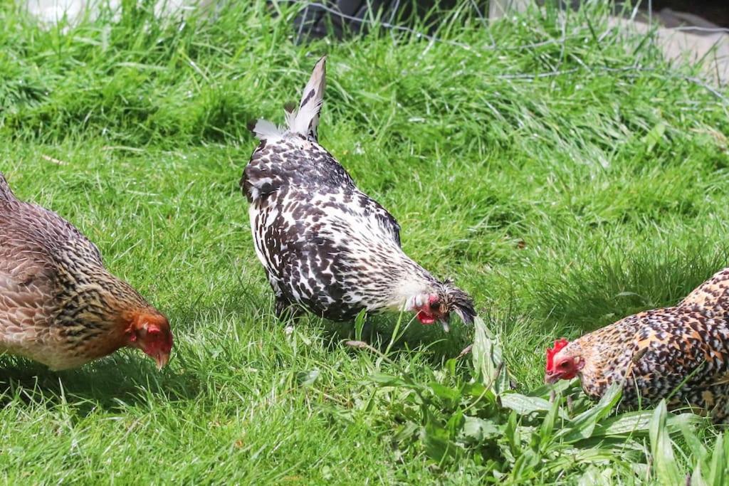 Gite A La Ferme Questembert Exterior photo